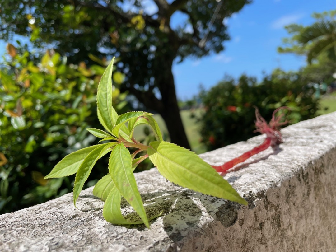 ある日の学校～ティンサグ植えました～