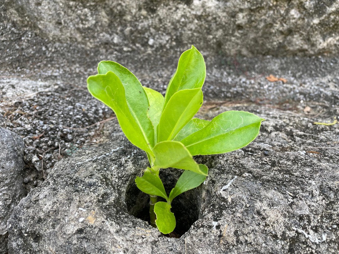 こんなところに、クサトベラ