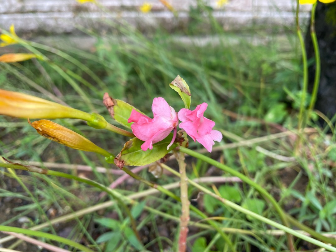 ある日の学校～ティンサグの花が咲きました！～