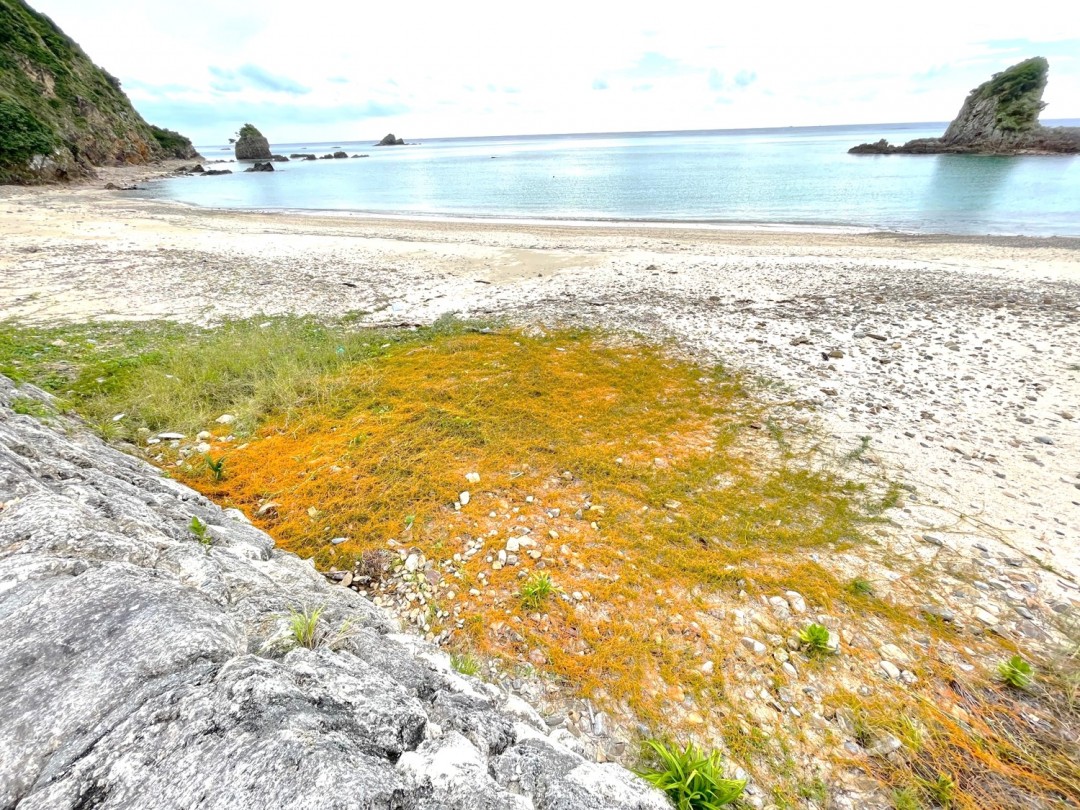 砂浜にカラフルな絨毯？！