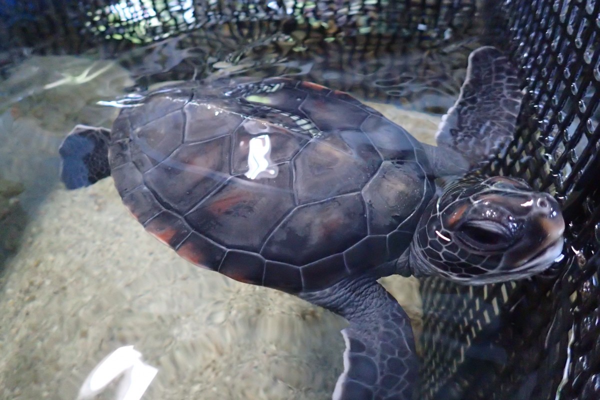 美ら島自然学校特別企画「ウミガメ飼育体験」開催！！