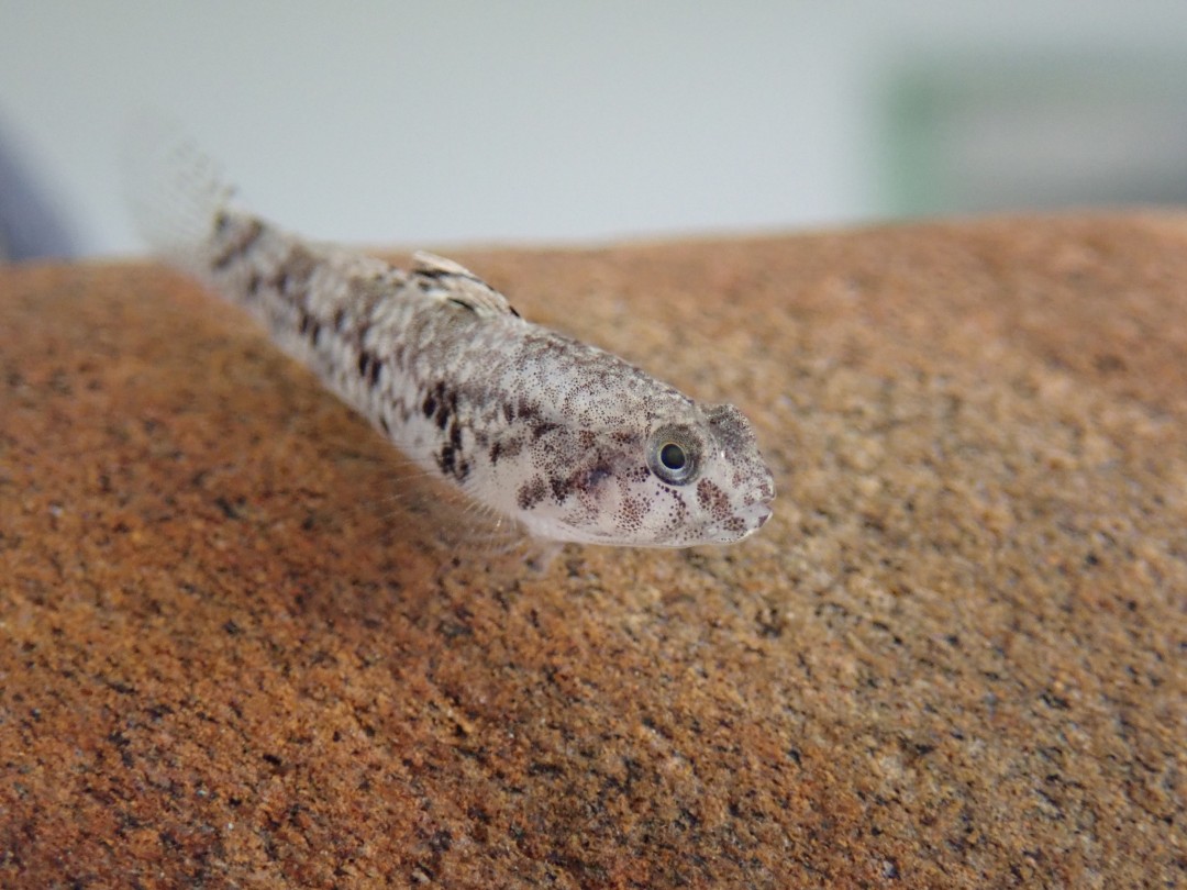 川に、生き物を探しに行ってきました☆【見つけた生き物編】