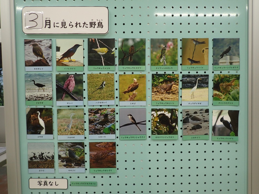 『月間 野鳥掲示板』結果発表！！～2024年3月～