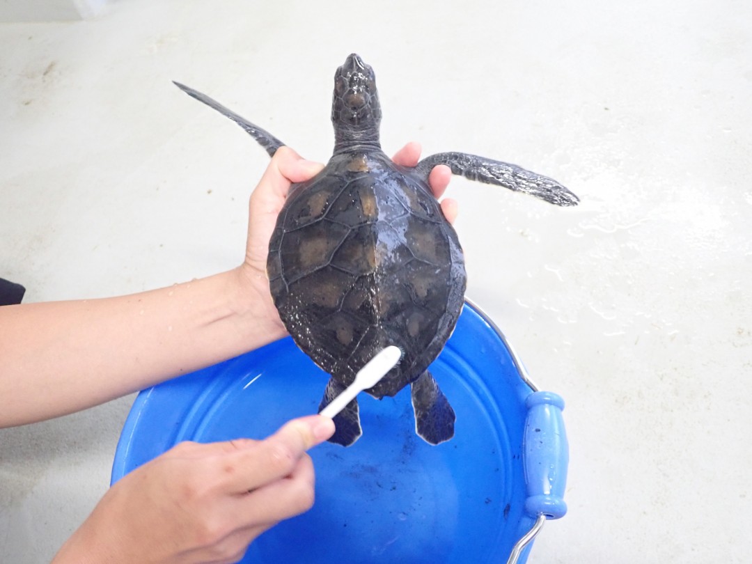 ※延期※【特別企画！】ウミガメ飼育しちょーんどー！～甲らみがき編～