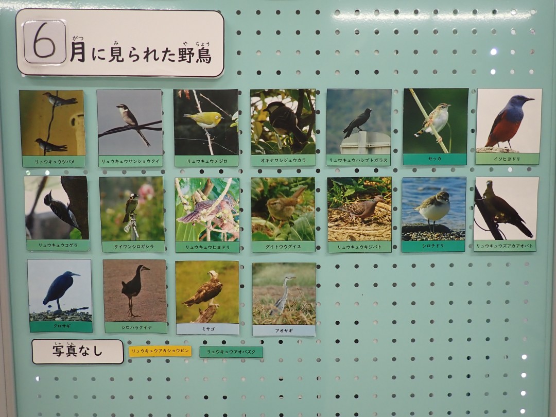 『月間 野鳥掲示板』結果発表！！～2026年6月～