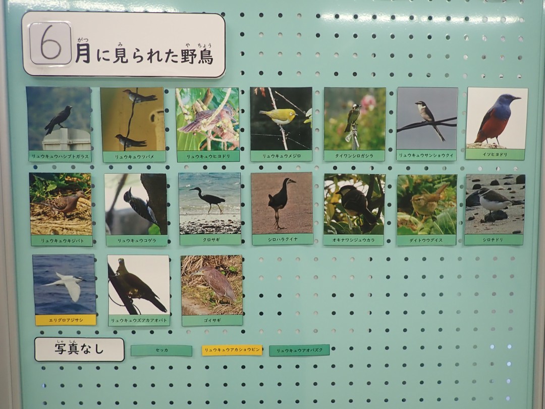 『月間 野鳥掲示板』結果発表！！～2025年6月～