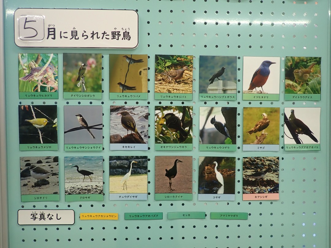 『月間 野鳥掲示板』結果発表！！～2025年5月～