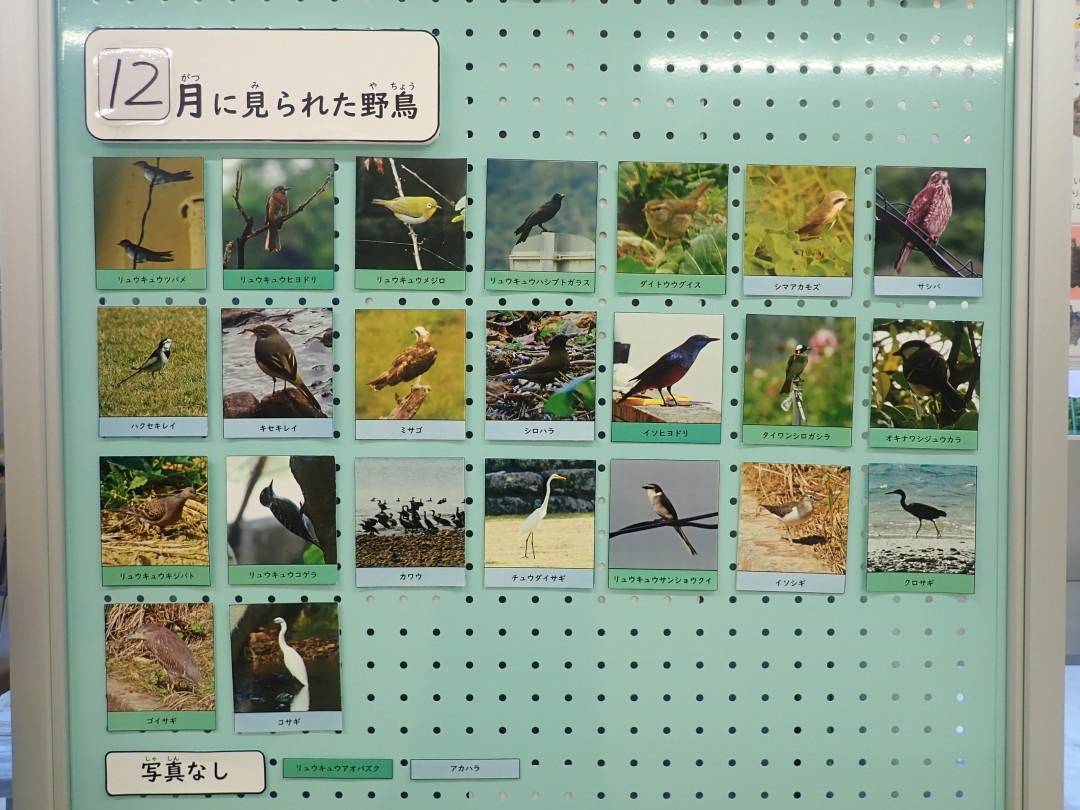 『月間 野鳥掲示板』結果発表！！～2024年12月～