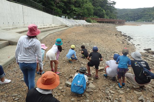 干潟の生き物観察