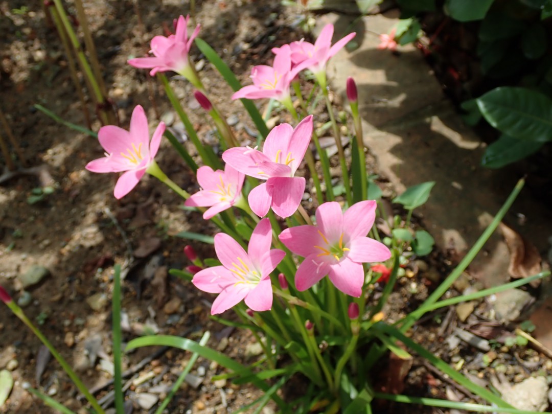 美ら島から季節のお便り【植物編～レインリリー～】