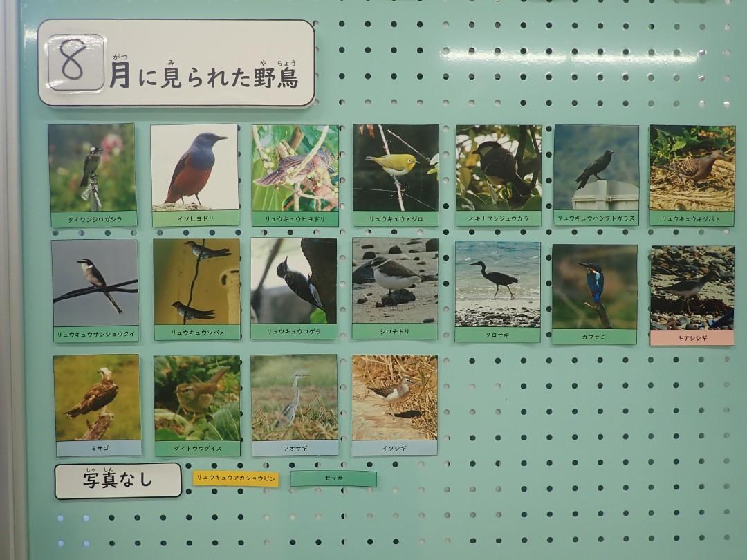 『月間 野鳥掲示板』結果発表！！～2025年8月～