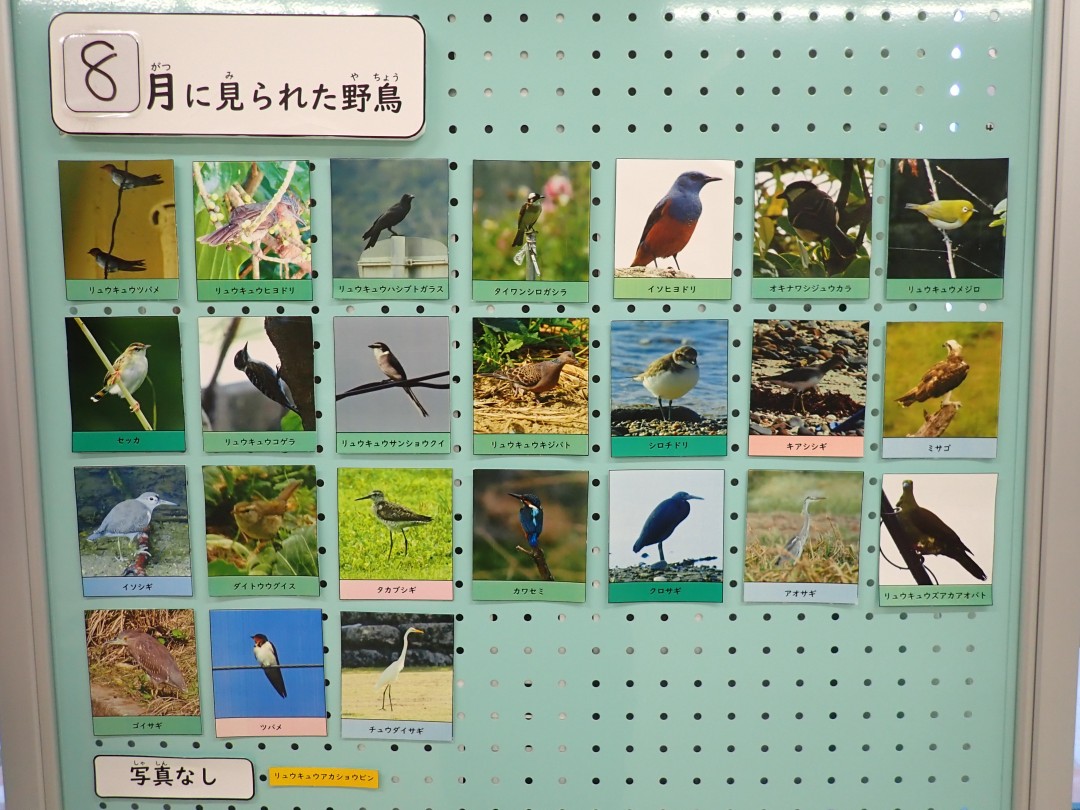 『月間 野鳥掲示板』結果発表！！～2026年8月～