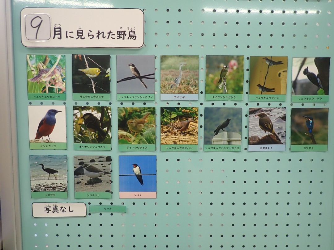 『月間 野鳥掲示板』結果発表！！～2025年9月～