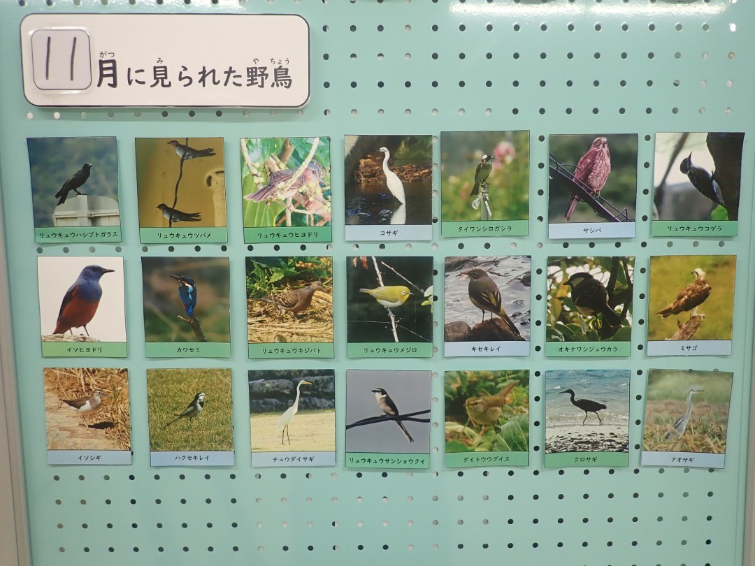 『月間 野鳥掲示板』結果発表！！～2025年11月～