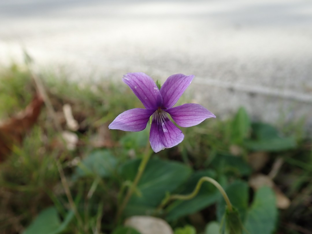 小さい冬、見つけた☆