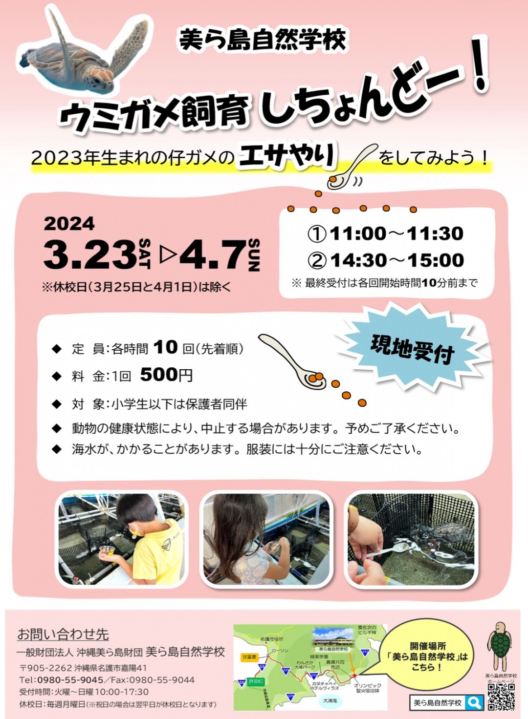 今年もやります！春休みイベント！ウミガメ飼育しちょんどー！