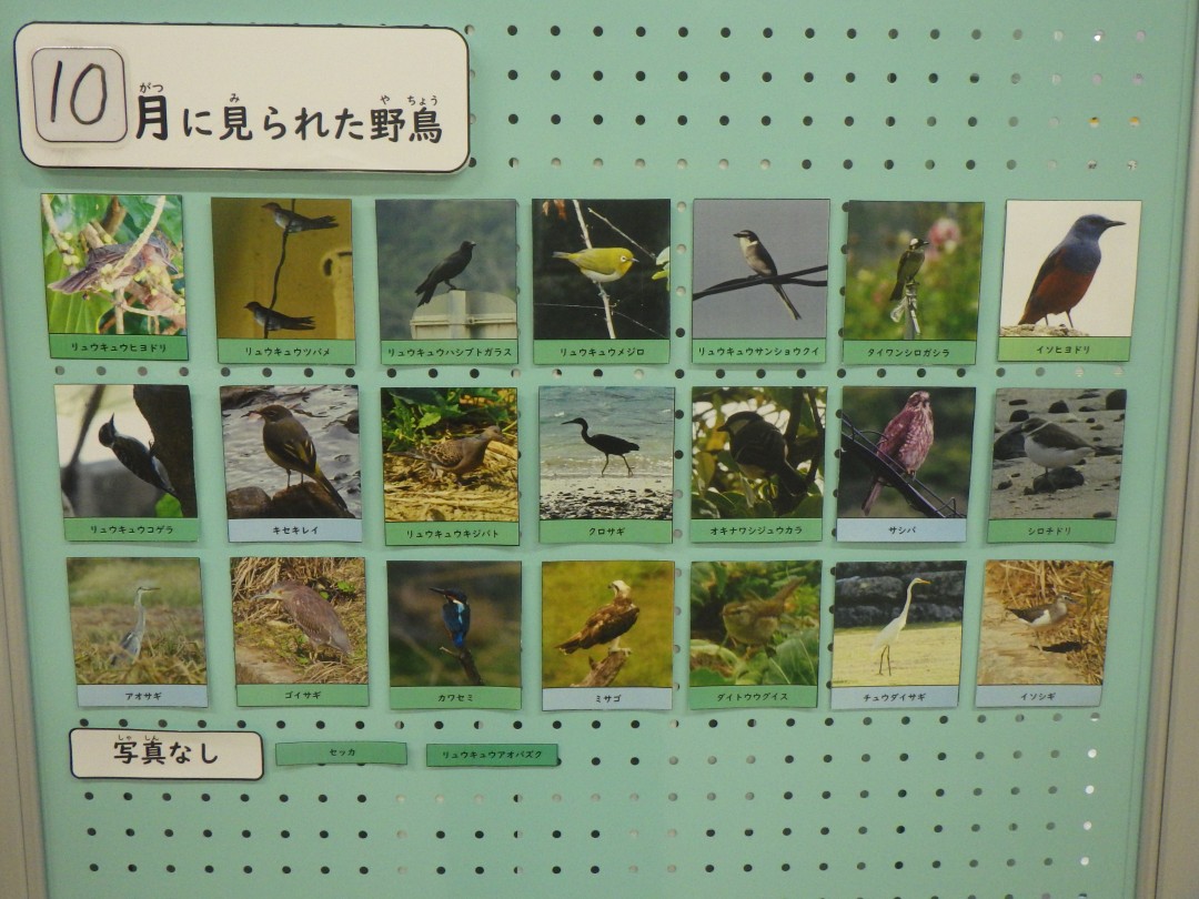 『月間 野鳥掲示板』結果発表！！～2025年10月～