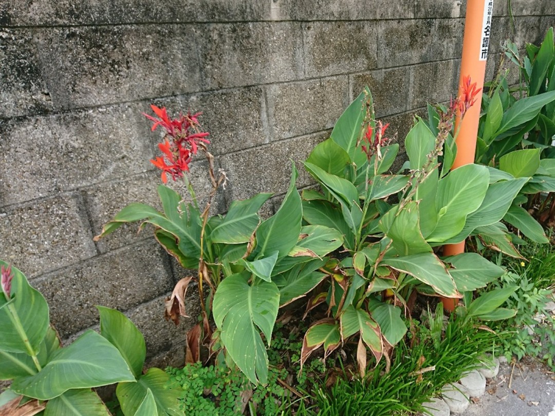 美ら島から季節のお便り【植物編～ダンドク～】