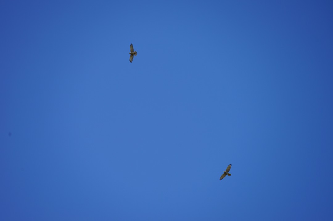 美ら島から季節のお便り【動物編～冬鳥～】