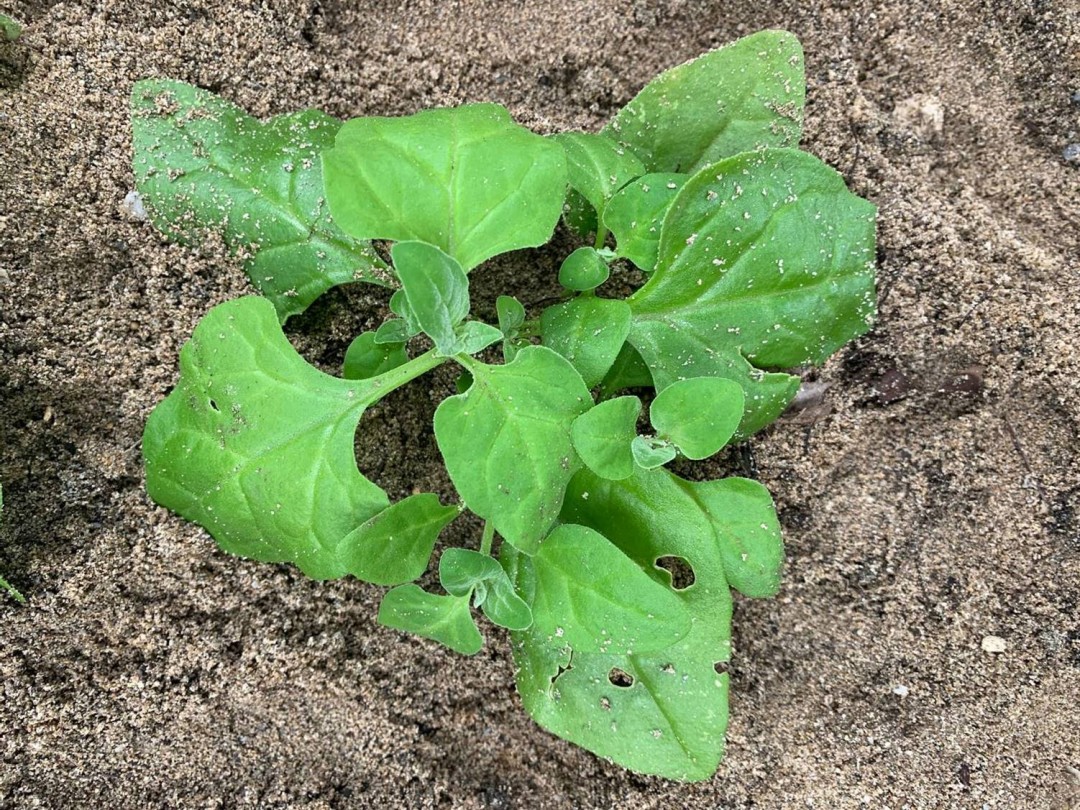 砂浜にあの野菜？！