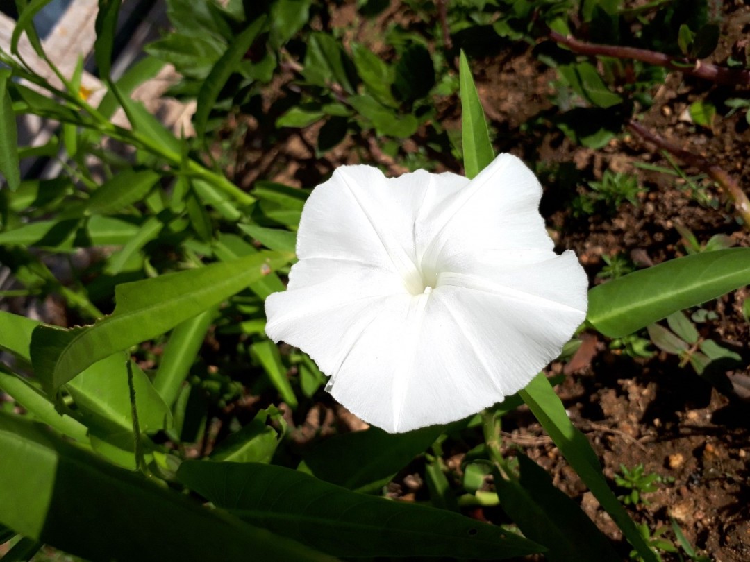 ウンチェーバーの花が咲きました☆