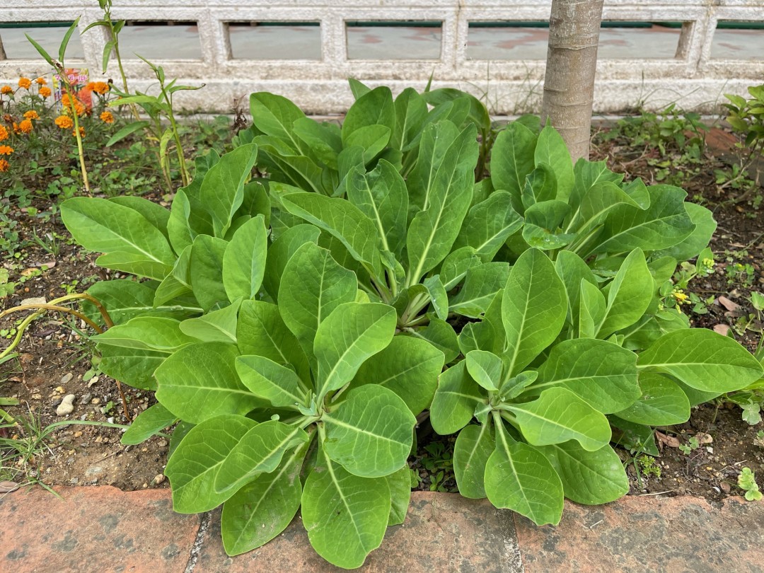 ある日の学校～成長した島野菜！～