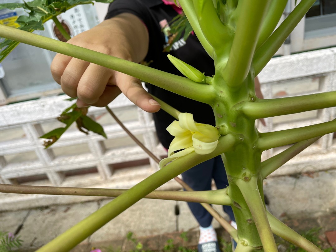 パパイヤと背くらべ？！花が咲きました！