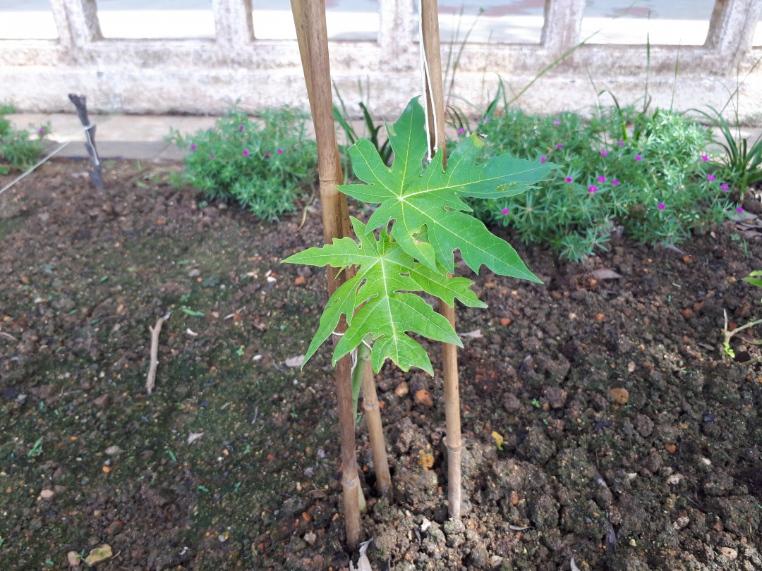 ある日の学校～パパイヤを植え替えました～