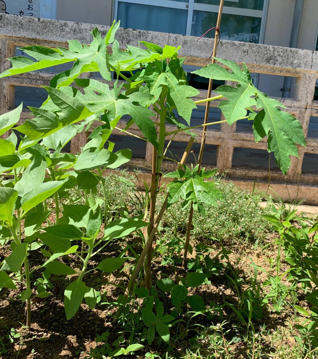 植え替えたパパイヤ、成長中！