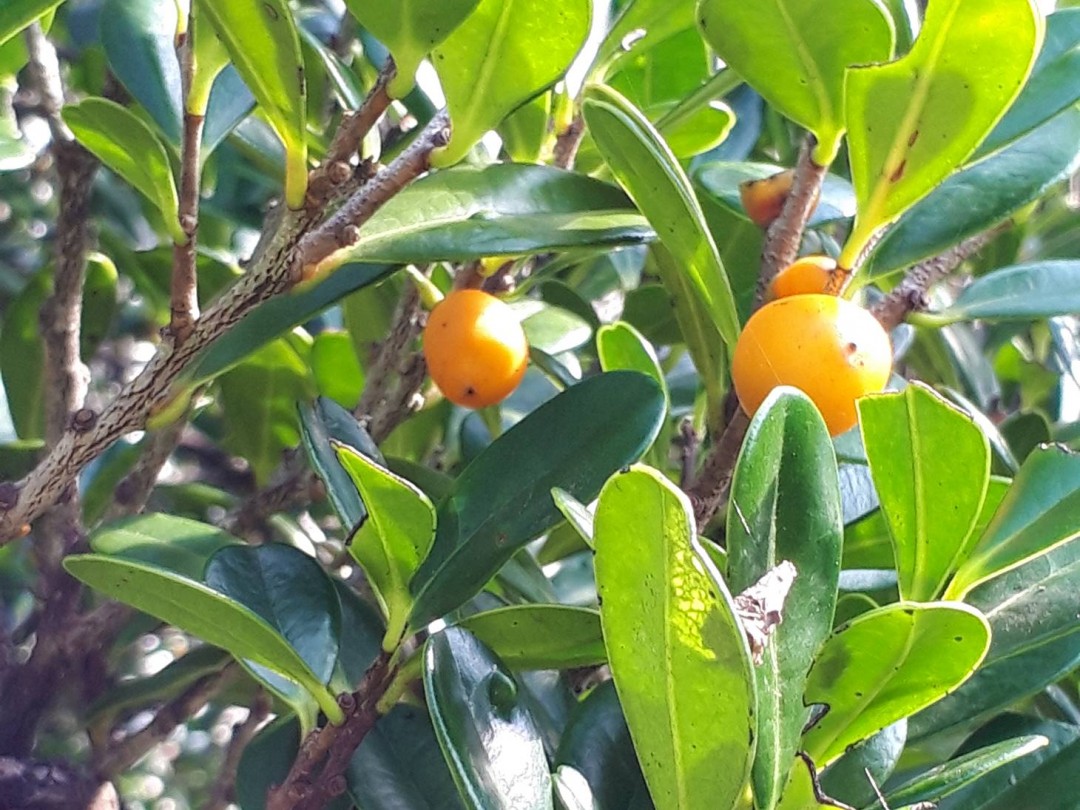 美ら島から季節のお便り【植物編～リュウキュウコクタン～】