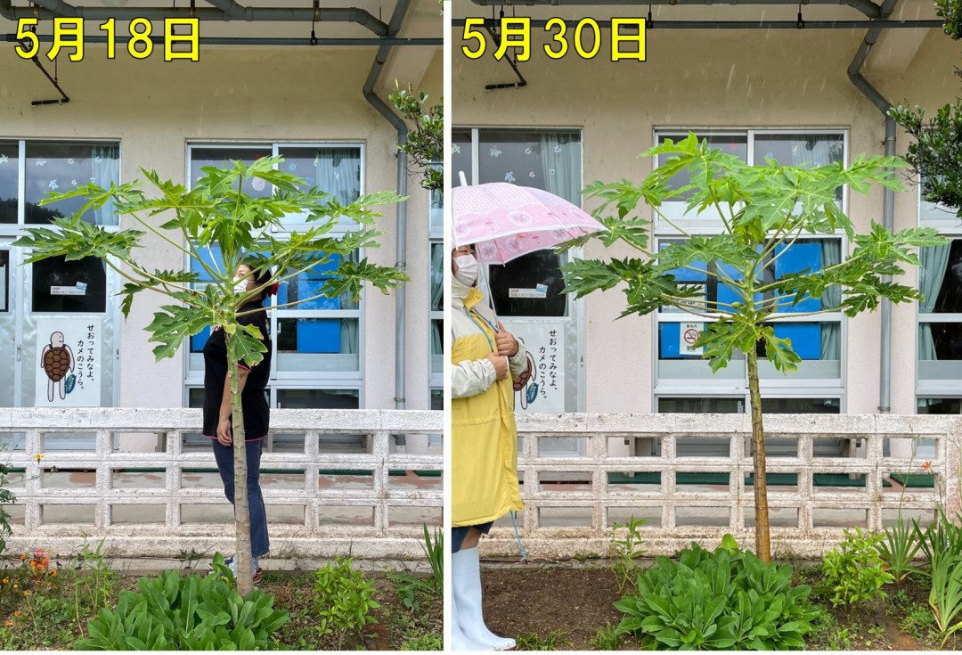 パパイヤと背くらべ？！雨の日バージョン