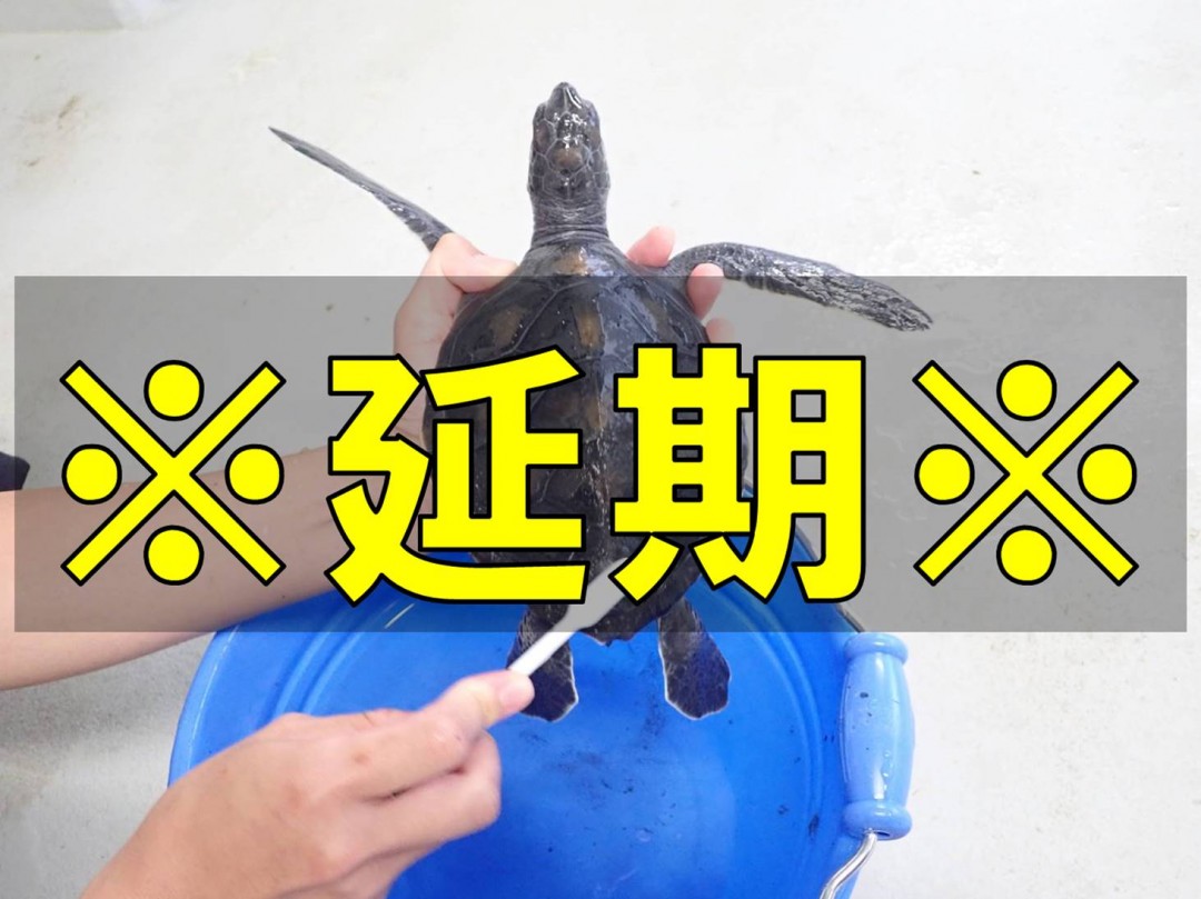 ※再延期※ウミガメ飼育しちょーんどー！～甲ら磨き編～