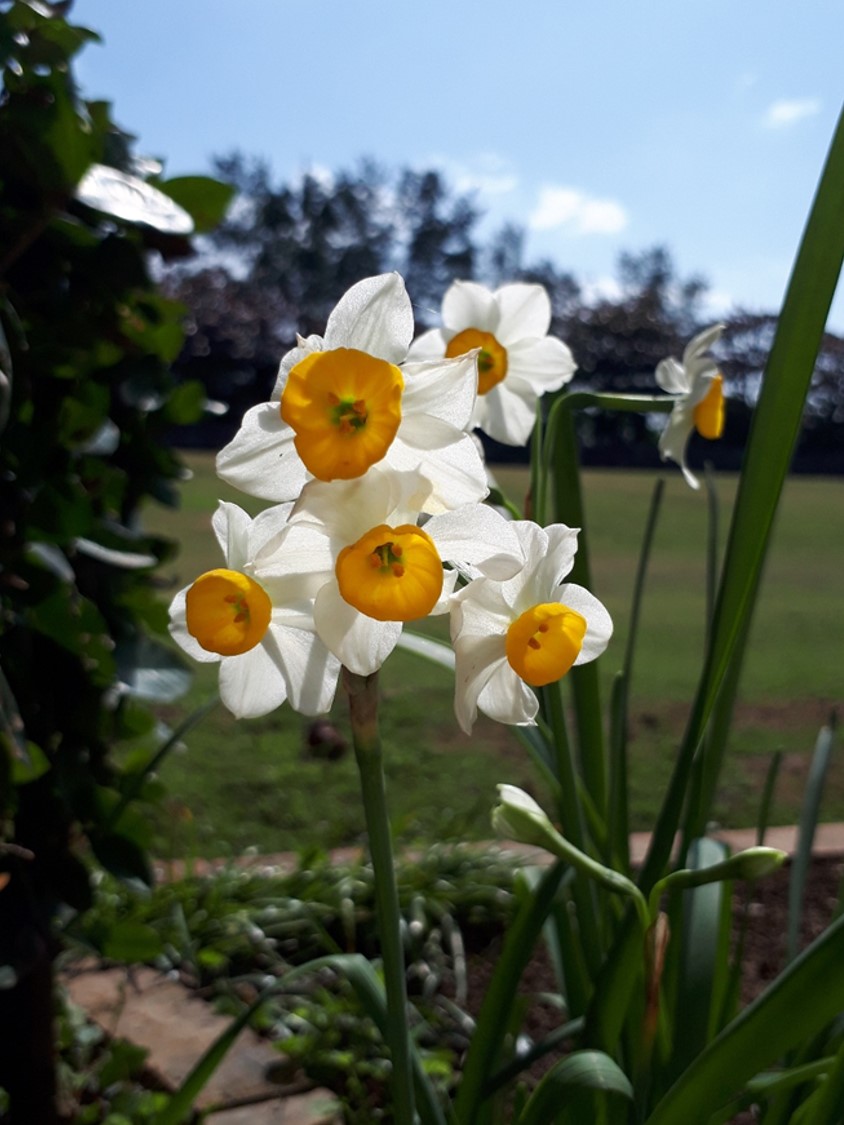 自然学校で花さがし☆