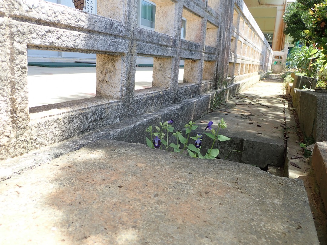 美ら島から季節のお便り【植物編～トレニア～】