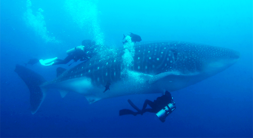 世界初！財団研究チームがガラパゴス諸島で 野生ジンベエザメの採血と超音波画像撮影に成功！ 8/11 沖縄県立博物館・美術館で調査報告を行います