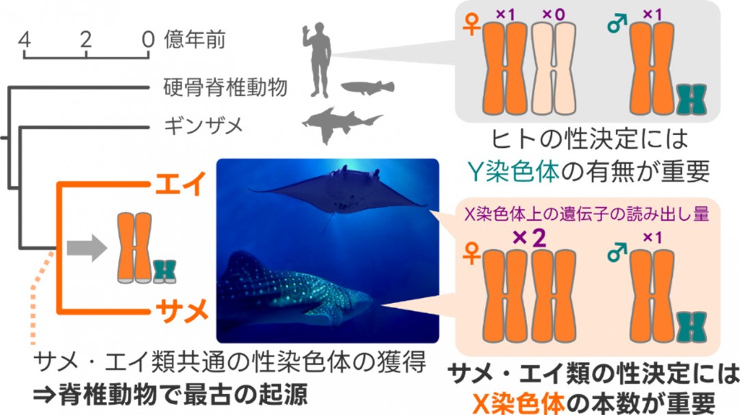 図：脊椎動物の各系統における性決定様式の内訳。これまでに蓄積された多数の研究に基づく （論文内の引用情報を参照）。