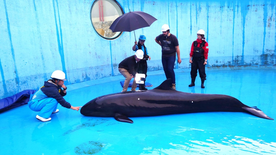 沖沖縄美ら海水族館のオキゴンドウを対象とした３Dスキャンデータ収集の様子