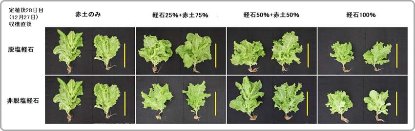 軽石の混合割合と脱塩の有無がリーフレタスの生育に及ぼす影響