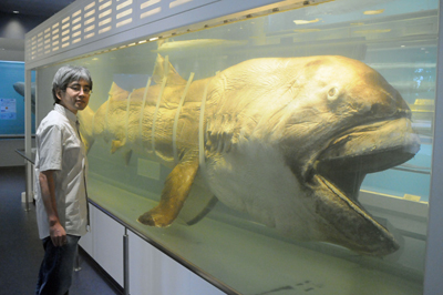 冨田武照（海洋博公園・美ら海プラザのメガマウス標本前にて）