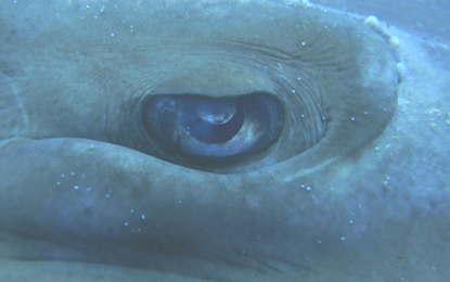エイの一種であるトンガリサカタザメの眼の出た状態